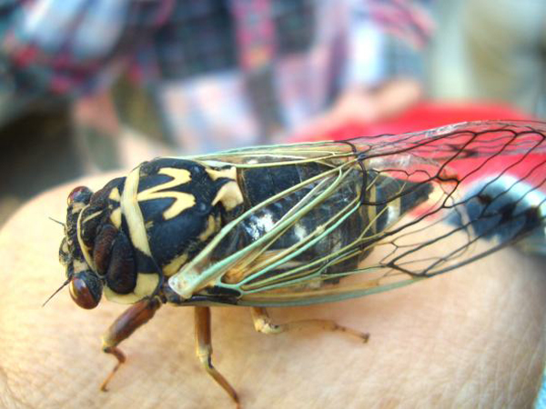 Insect Kingdom Annupuri